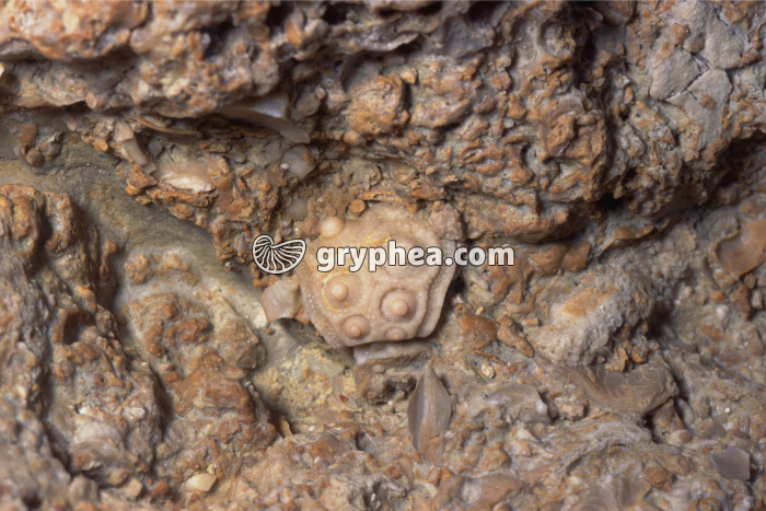 Fragment de test oursin dans un calcaire corallien - gryphea.com